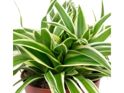 Value Greens Pflegeleichte Grünlilie 'Ocean'  Chlorophytum Comosum  ca. 15 cm Hoch  Topf-Ø 12 cm