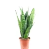 Value Greens Sansevieria 'Black Coral'  Pflegeleichter Bogenhanf  ca. 30 cm Hoch  Topf-Ø 12 cm