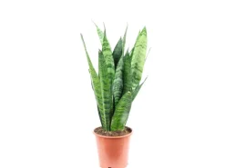 Value Greens Sansevieria 'Black Coral'  Pflegeleichter Bogenhanf  ca. 30 cm Hoch  Topf-Ø 12 cm