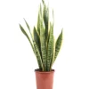 Value Greens Sansevieria Trifasciata 'Laurentii'  Robuster Bogenhanf  Luftreiniger  40 cm Hoch  Topf-Ø 14 cm