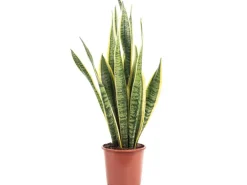 Value Greens Sansevieria Trifasciata 'Laurentii'  Robuster Bogenhanf  Luftreiniger  40 cm Hoch  Topf-Ø 14 cm