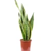Value Greens Sansevieria Trifasciata 'Laurentii'  Robuster Bogenhanf  Luftreiniger  60 cm Hoch  Topf-Ø 17 cm