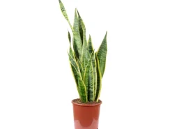 Value Greens Sansevieria Trifasciata 'Laurentii'  Robuster Bogenhanf  Luftreiniger  60 cm Hoch  Topf-Ø 17 cm