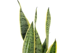 Value Greens Sansevieria Trifasciata 'Laurentii'  Robuster Bogenhanf  Luftreiniger  60 cm Hoch  Topf-Ø 17 cm