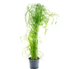 Value Greens Wasserliebendes Zyperngras  Cyperus Alternifolius  ca. 55 cm Hoch  Topf-Ø 14 cm