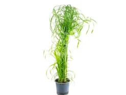 Value Greens Wasserliebendes Zyperngras  Cyperus Alternifolius  ca. 55 cm Hoch  Topf-Ø 14 cm