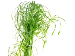 Value Greens Wasserliebendes Zyperngras  Cyperus Alternifolius  ca. 55 cm Hoch  Topf-Ø 14 cm
