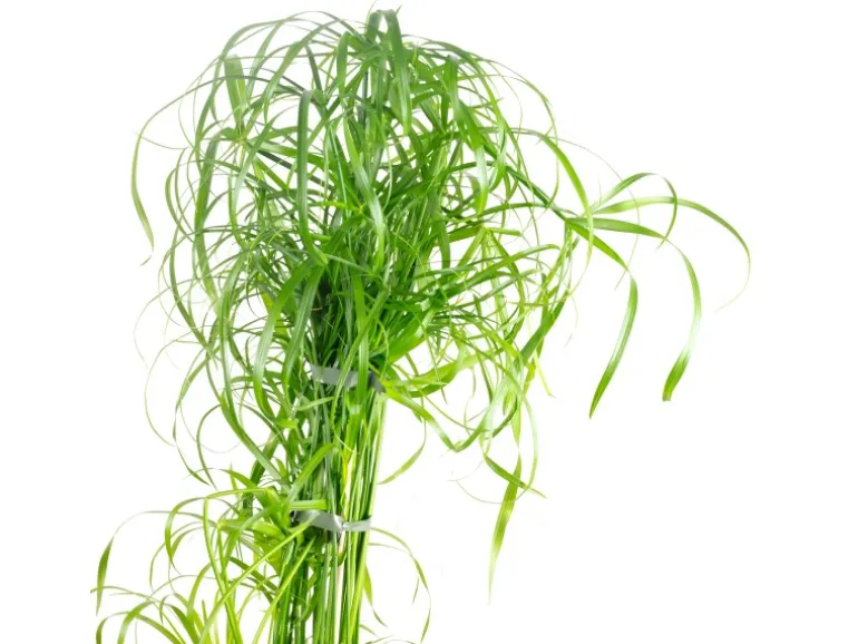 Value Greens Wasserliebendes Zyperngras Cyperus Alternifolius ca. 55 cm Hoch Topf-Ø 14 cm