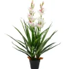 vidaXL Künstliche Cymbidium Orchideenpflanze mit Topf 100 cm Grün