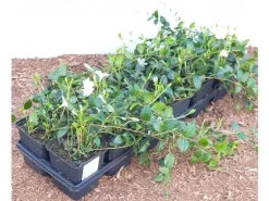 Vinca Minor Alba Immergrün Weiß Ca. 9x9 cm Topf