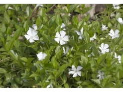 Vinca Minor Alba Immergrün Weiß Ca. 9x9 cm Topf