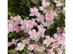 Waldrebe "Rubens" Rosa Höhe ca. 40 - 60 cm Topf-Ø ca. 17 cm Clematis montana