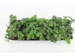 Waldsteinia Ternata Golderdbeere Immergrün Ca. 9x9 cm Topf