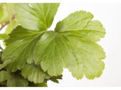 Waldsteinia Ternata Golderdbeere Immergrün Ca. 9x9 cm Topf