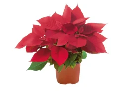 Weihnachtsstern Rot Topf-Ø ca. 11 cm Euphorbia pulcherrima