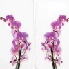 Wenko Herdabdeckplatte Universal Orchideenblüte 2er-Set für alle Herdarten