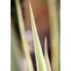 Yucca Filamentosa Bright Edge Palmlilie Ca. 11x11 cm Topf