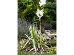 Yucca Filamentosa Palmlilie Ca. 11x11 cm Topf